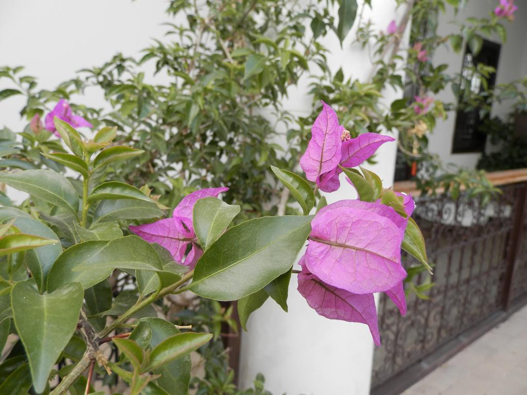 Riad Ailen Hotel Marrakesh Exterior photo